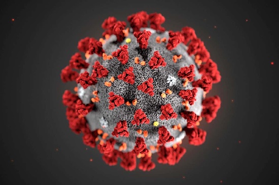 Un virus no es un bicho Un virus no es un bicho